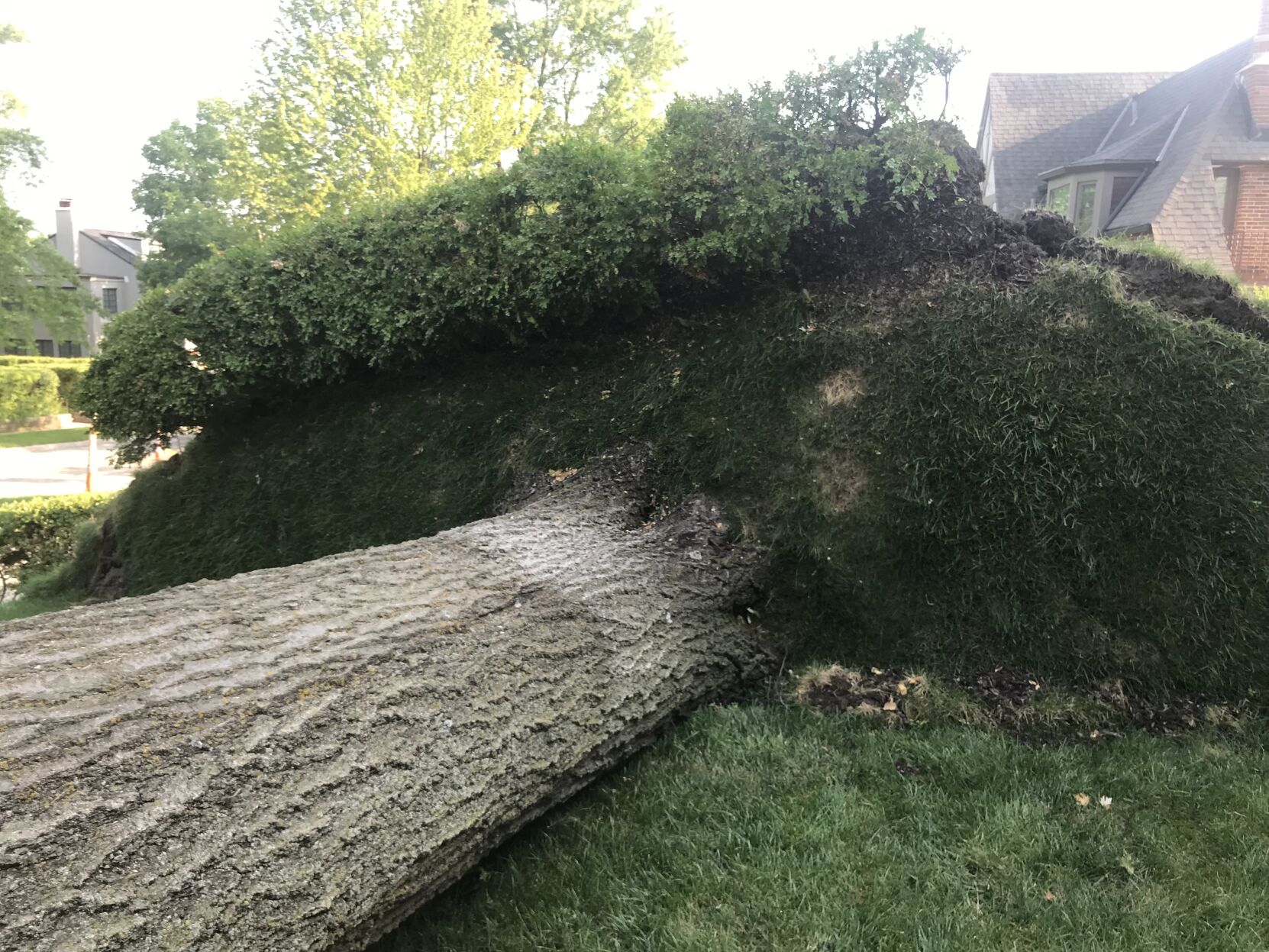 071721-owh-new-fallentree-p2